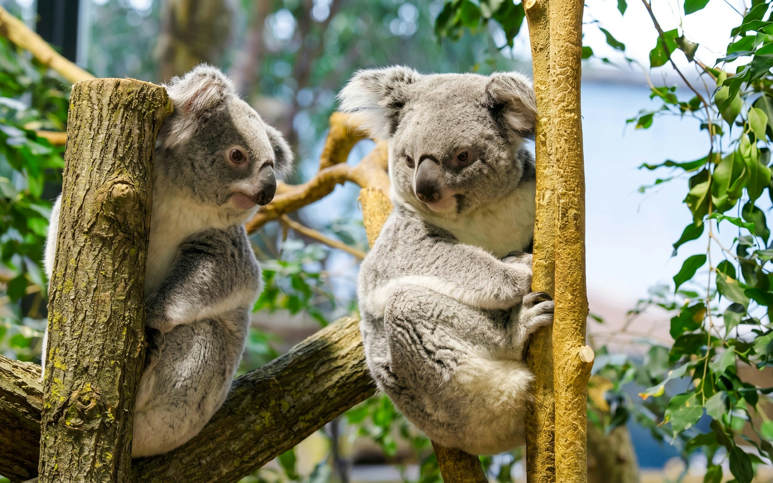 Koalas perched on branches at ZooParc de Beauval greenhouse.
