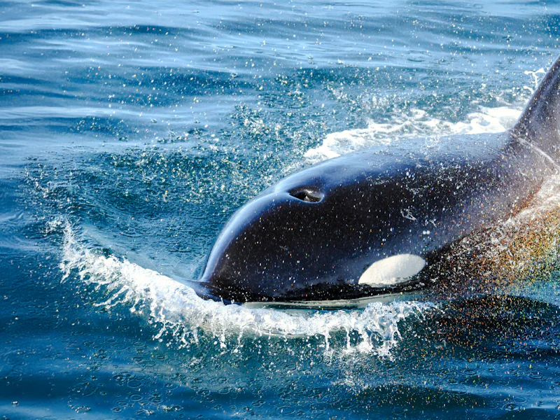 Victoria Whale Watching Tours By Open Air Boat - Vancouver
