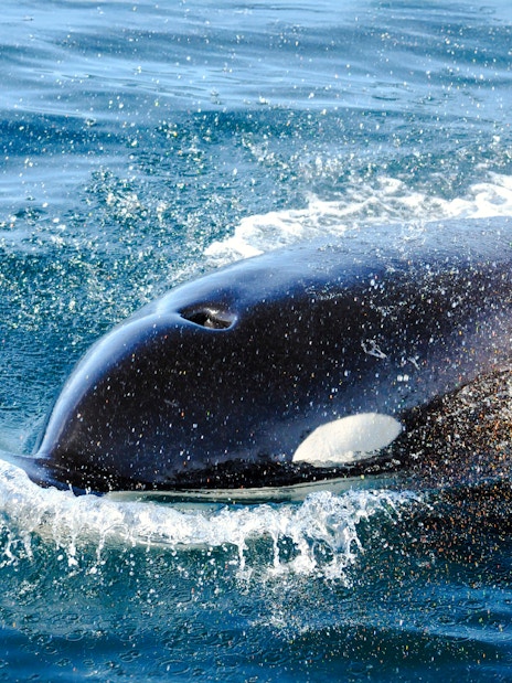 Orca surfacing in ocean waters, showcasing its dorsal fin and sleek body.