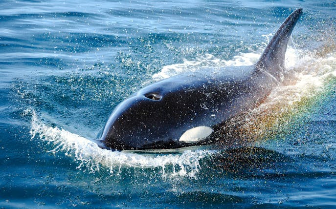 Orca surfacing in ocean waters, showcasing its dorsal fin and sleek body.