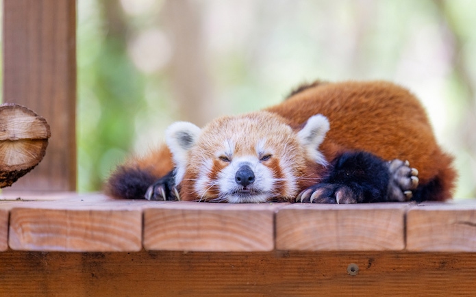 Red panda resting on a wooden platform at Currumbin Wildlife Sanctuary.