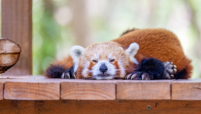 A red panda dozes peacefully atop a wooden platform at Currumbin Wildlife Sanctuary in Gold Coast