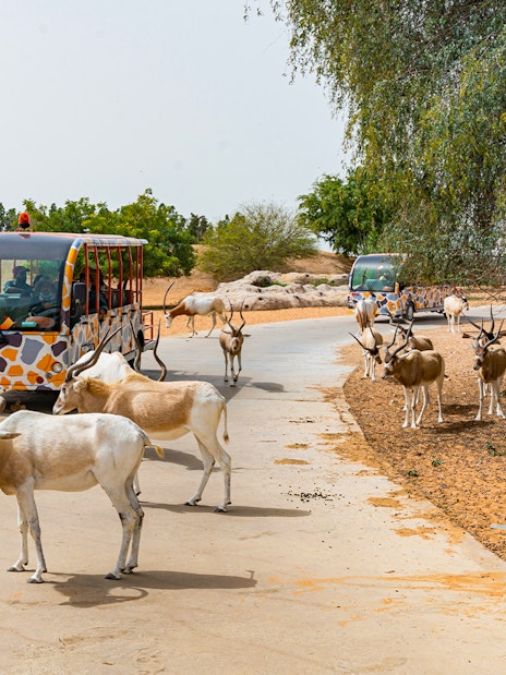 Safari tram passing antelopes at Dubai Safari Park.