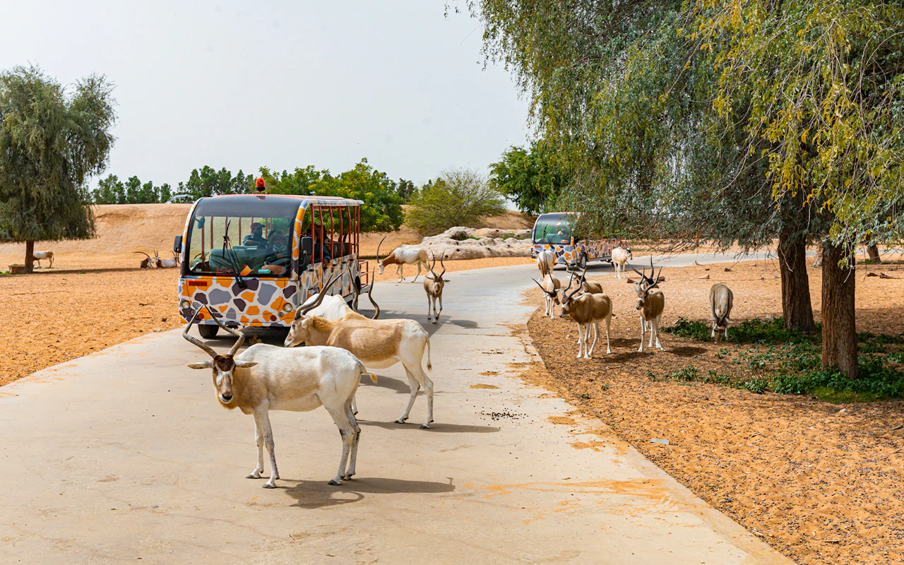 Dubai Safari Park Tickets — 4