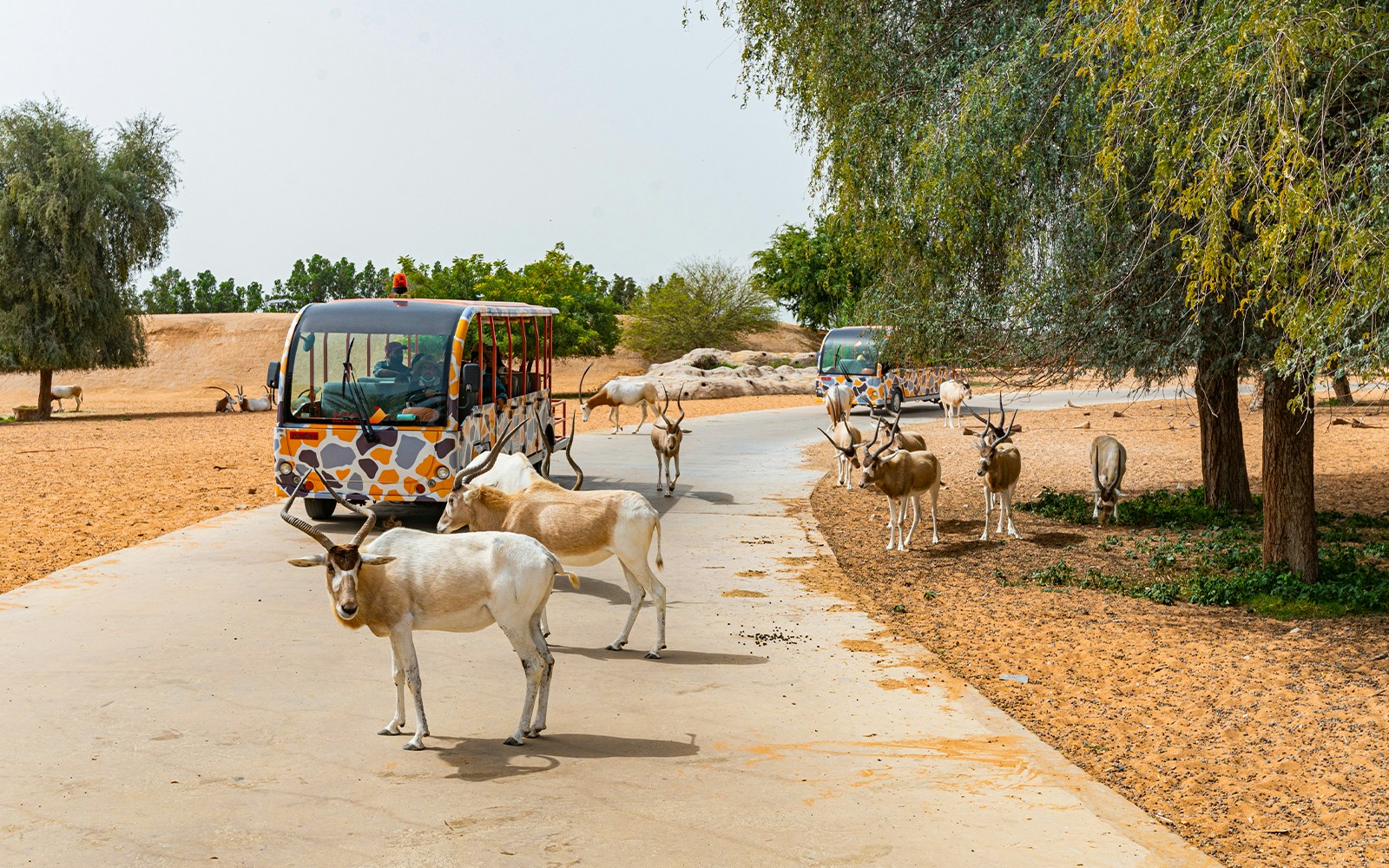Safari tram passing antelopes at Dubai Safari Park.
