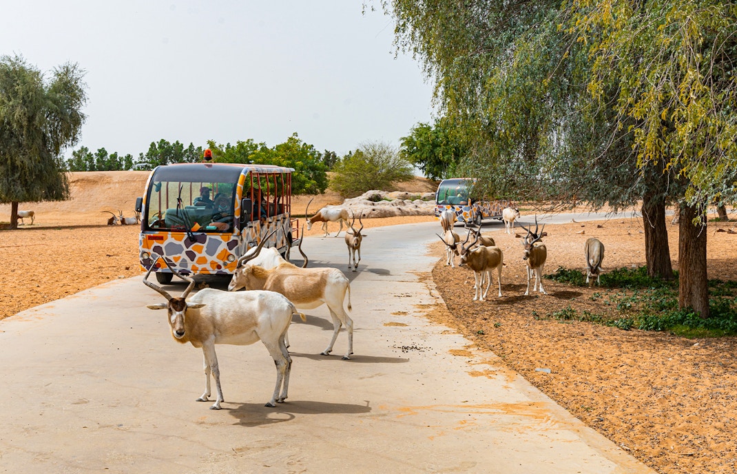 سفاري الصحراء العربية دبي سفاري بارك