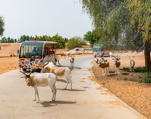 Safari tram passing antelopes at Dubai Safari Park.