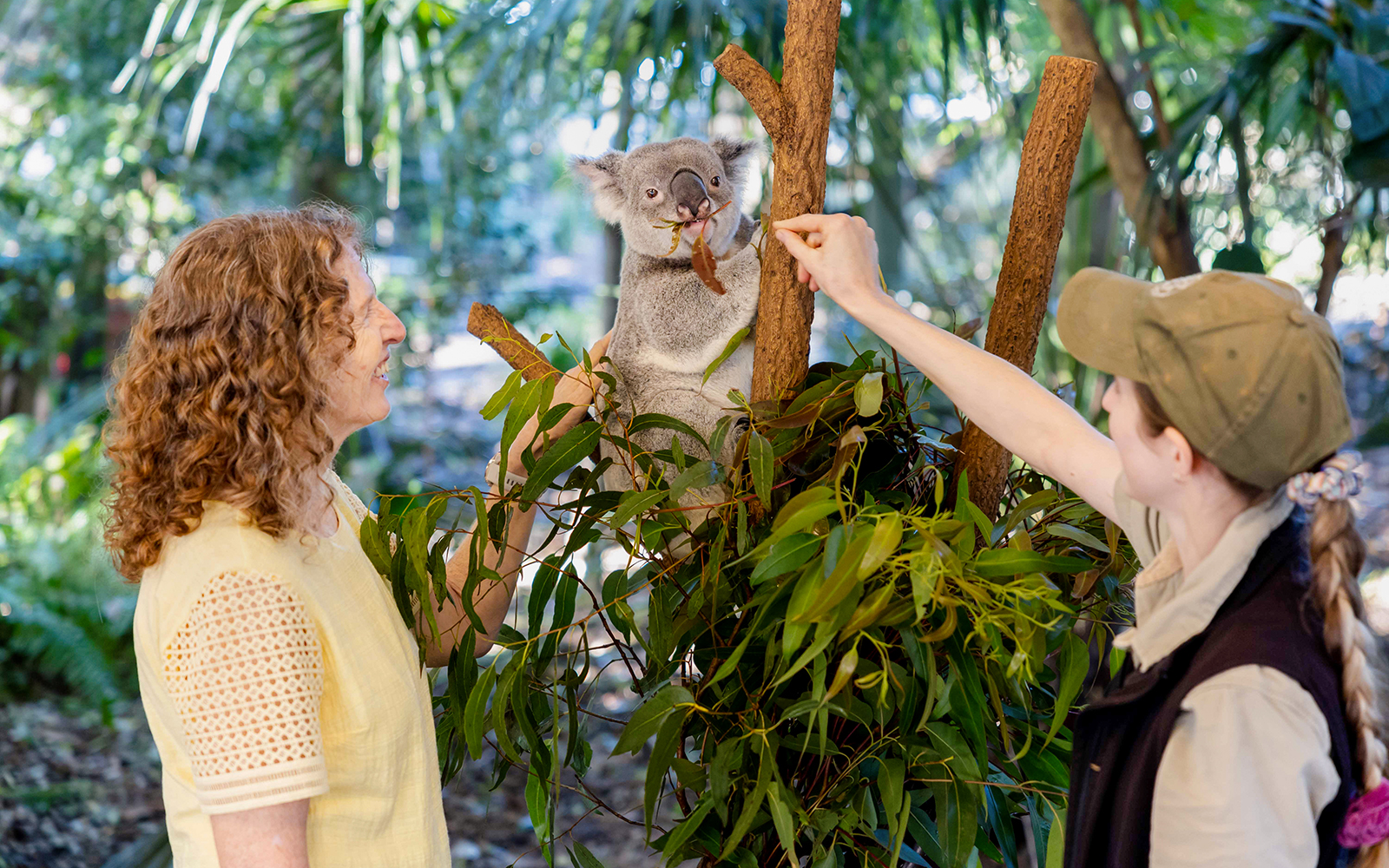 Tourists feeding a koala at Lone Pine Koala Sanctuary, Brisbane.