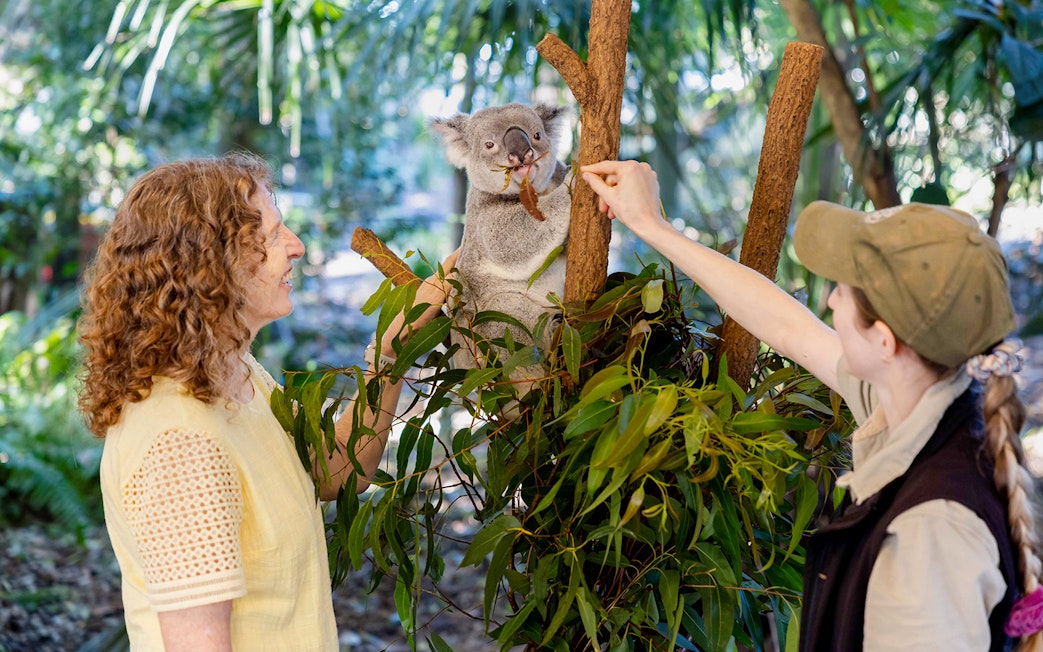 Tourists feeding a koala at Lone Pine Koala Sanctuary, Brisbane.