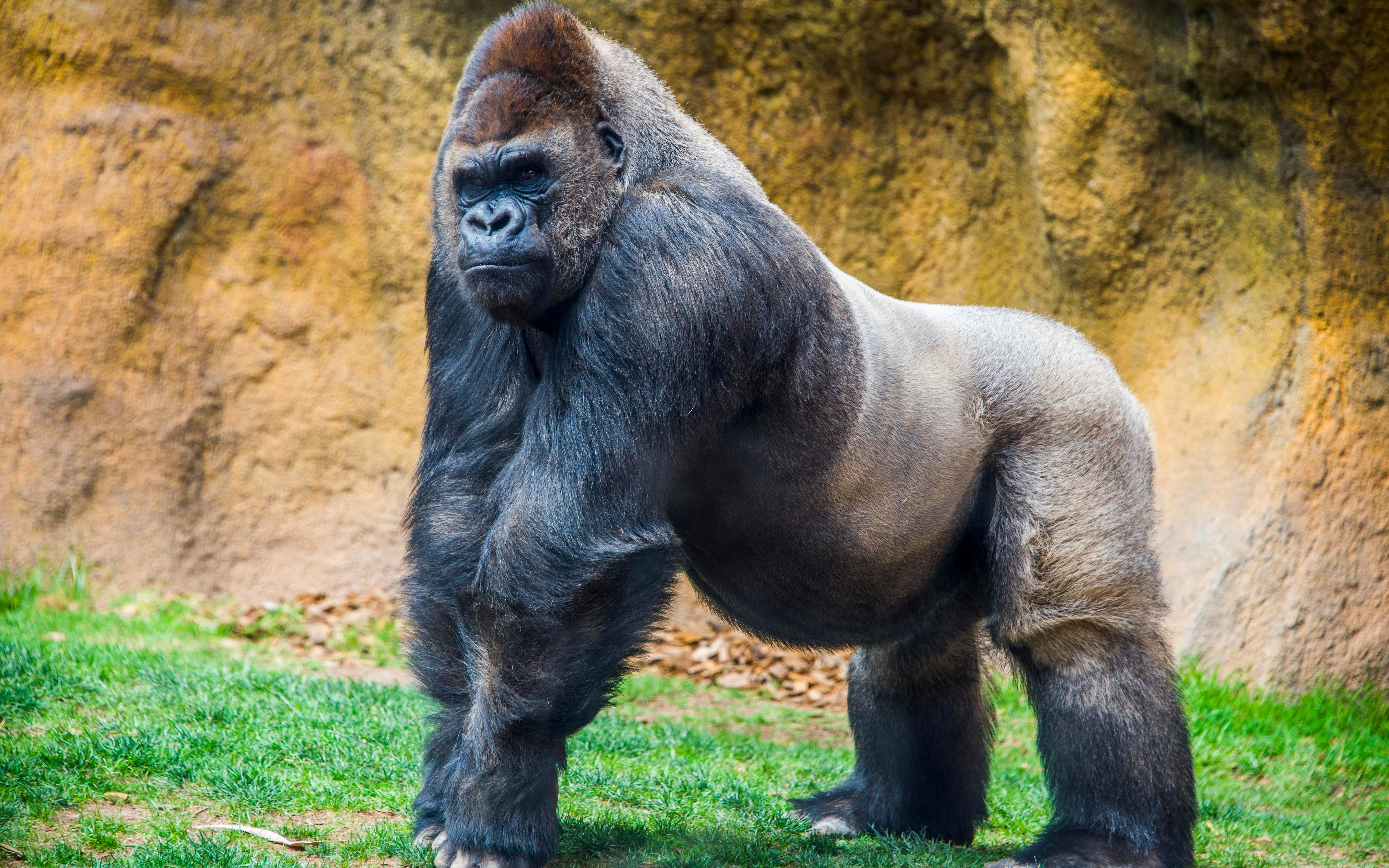 Silverback gorilla standing on grass in a natural habitat setting.