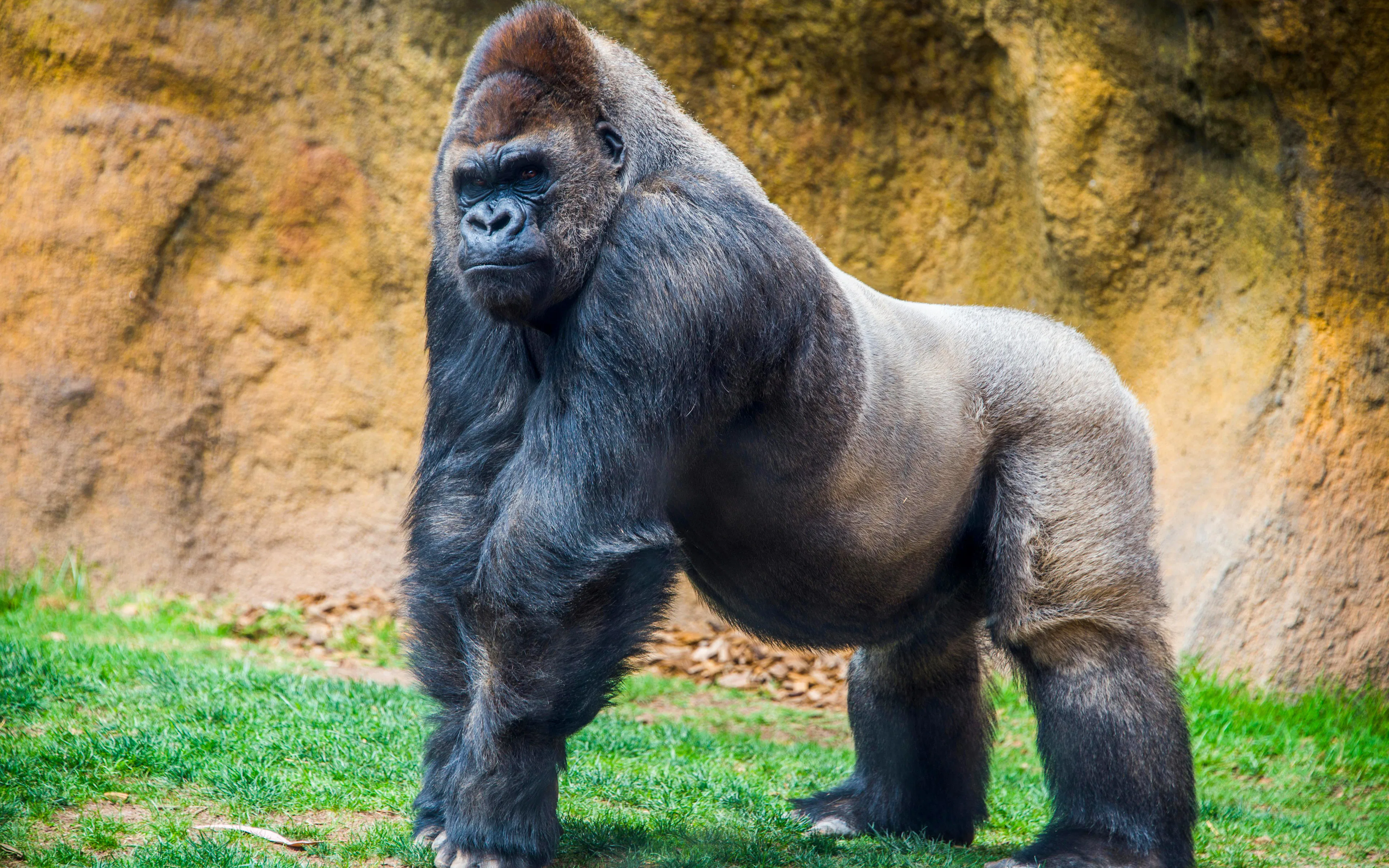 Silverback gorilla standing on grass in a natural habitat setting.