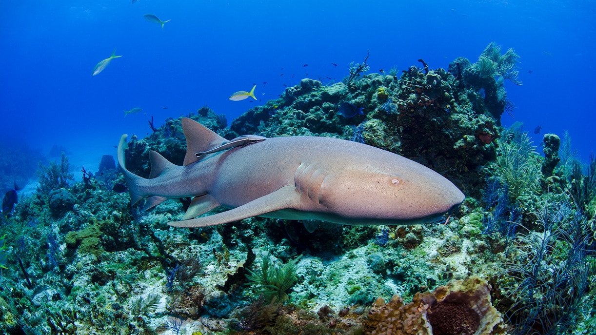 Sea life Melbourne shark tank