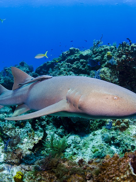 Nurse shark swimming over coral reef at Shark Dive Xtreme, SEA LIFE Melbourne.