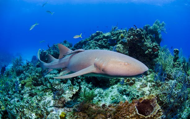 Nurse shark swimming near coral reef at Shark Dive Xtreme, SEA LIFE Melbourne.