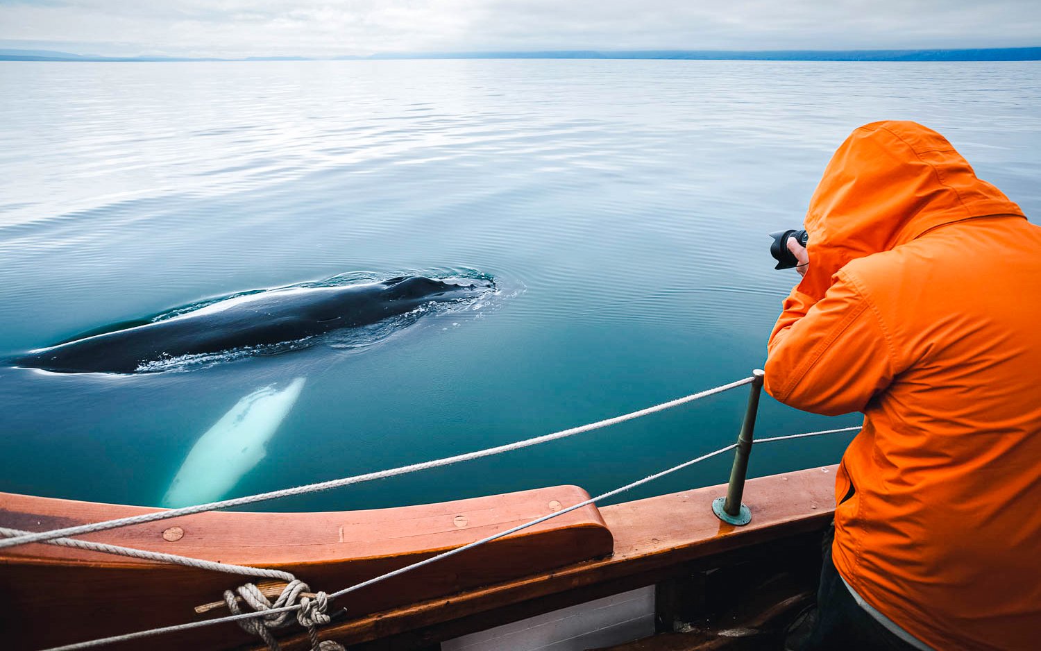 Guests observing a whale from the Silent boat in Husavik, Iceland.