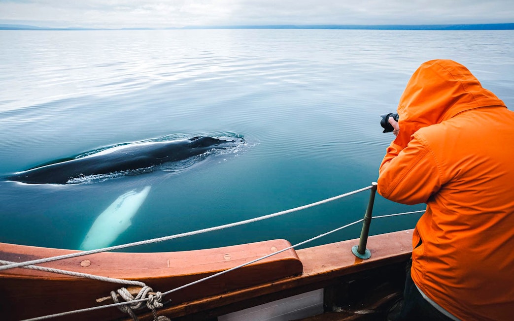 Guests observing a whale from the Silent boat in Husavik, Iceland.
