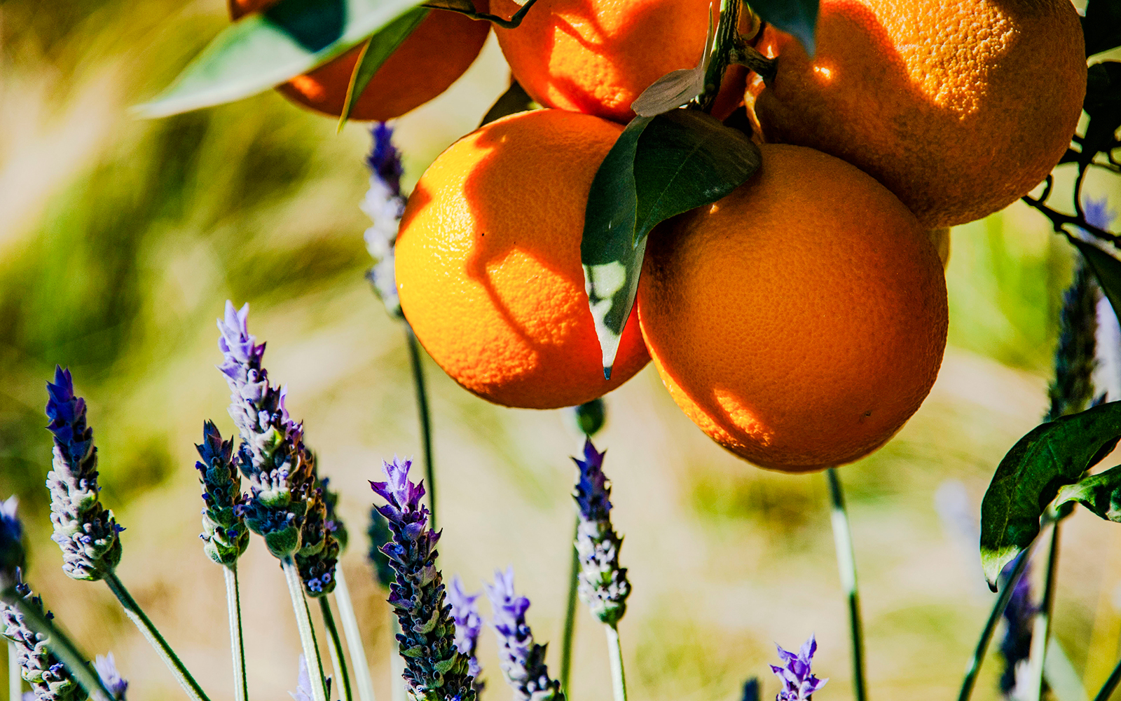 Oranges and lavender in Jardin Secret garden.