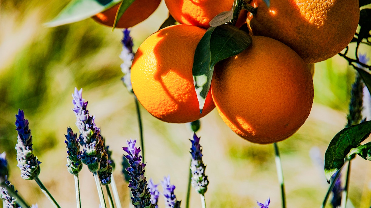 Oranges and lavender in Jardin Secret garden.