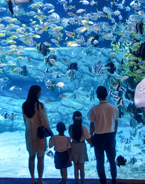 Family observing fish in a large aquarium, surrounded by colorful marine life.