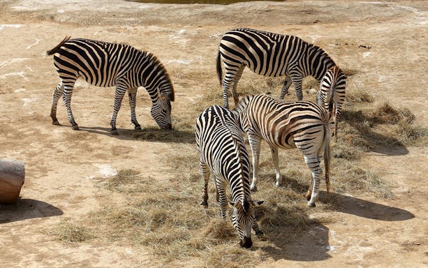 Zebras grazing at Auckland Zoo, part of the Combo: Auckland Zoo and SEA LIFE Kelly Tarltons Aquarium tour.