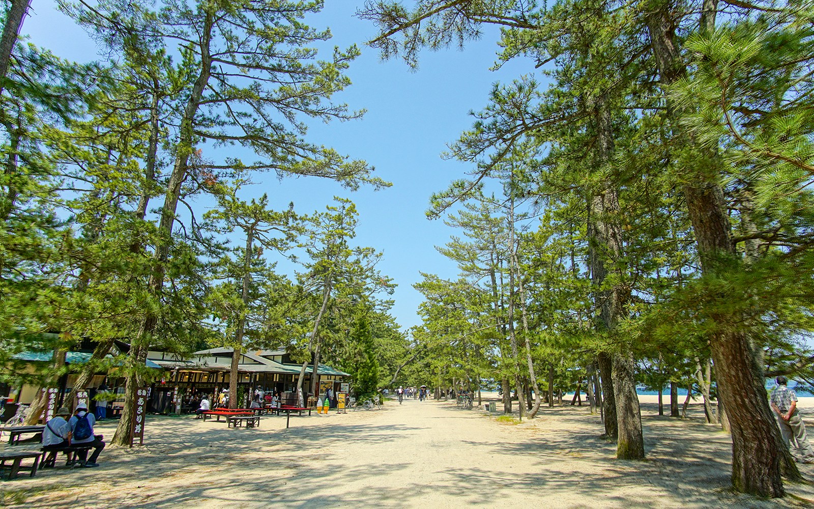 Pine trees lining a sandy path in Amanohashidate, Kyoto Coastal Tour.
