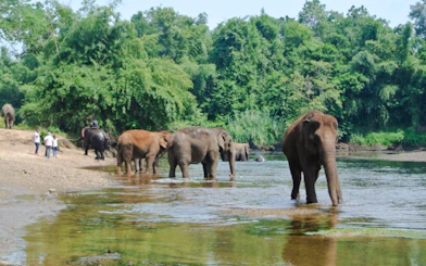 Elephants World Elephant Care Experience in Kanchanaburi with River Kwai Longtail Boat
