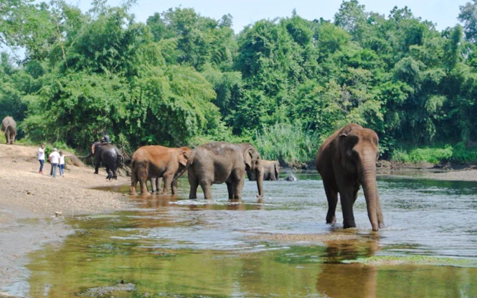 Elephants World Elephant Care Experience in Kanchanaburi with River Kwai Longtail Boat