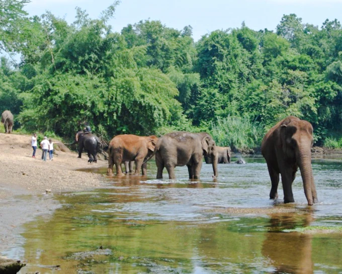 Elephants World Elephant Care Experience in Kanchanaburi with River Kwai Longtail Boat