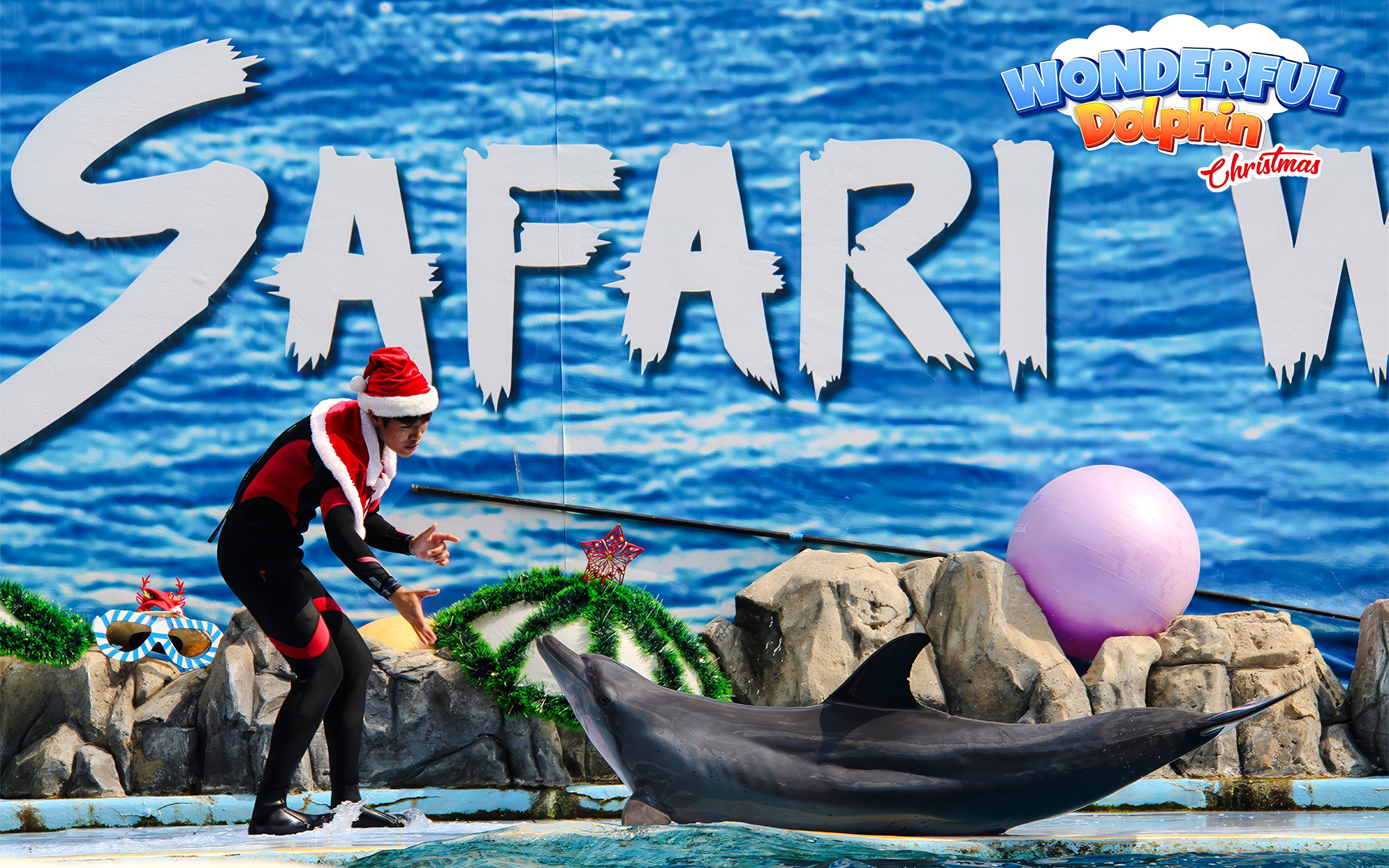 Trainer in Santa hat interacting with dolphin at Safari World marine park show.