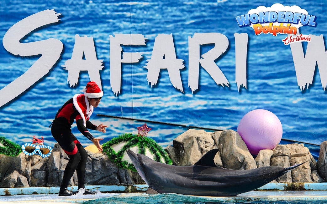 Trainer in Santa hat interacting with dolphin at Safari World marine park show.