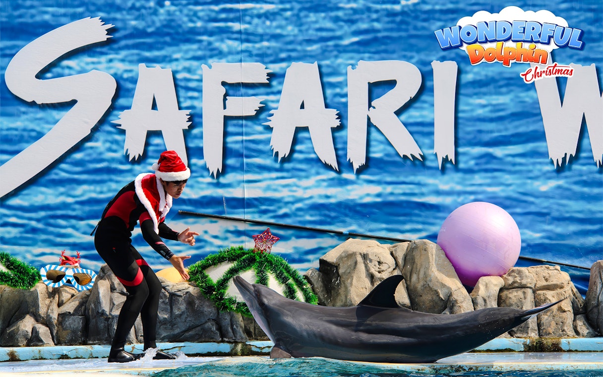 Trainer in Santa hat interacting with dolphin at Safari World marine park show.