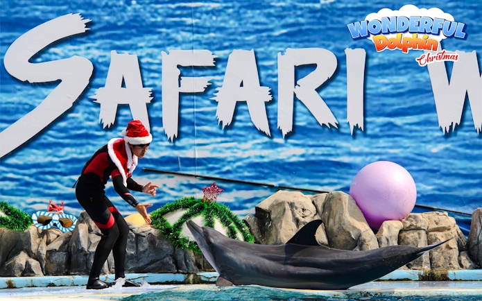 Trainer in Santa hat interacting with dolphin at Safari World marine park show.
