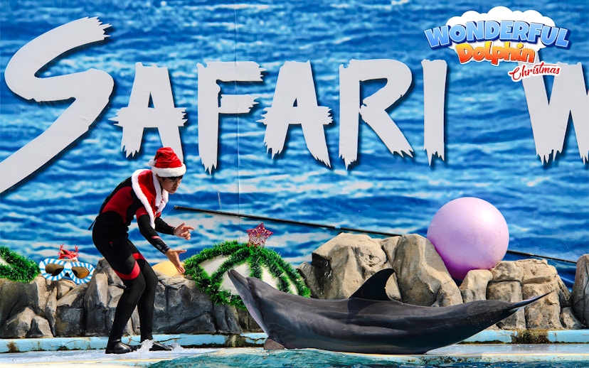 Trainer in Santa hat interacting with dolphin at Safari World marine park show.