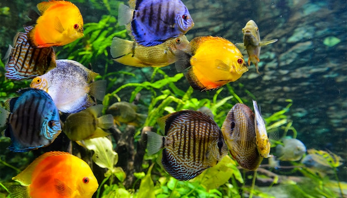 Georgia Aquarium Tropical Diver