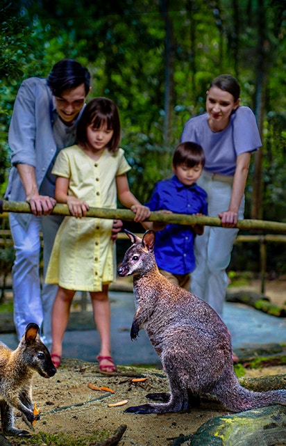 Family observing wallabies at Singapore Night Safari.