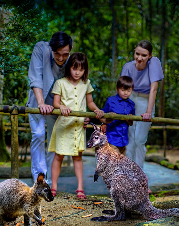 Family observing wallabies at Singapore Night Safari.