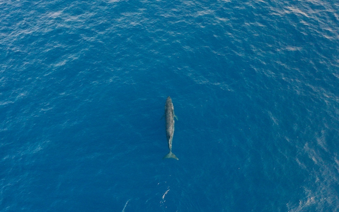 Fin whale swimming in the ocean near Tenerife.
