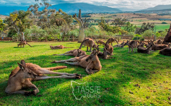 2 Day Tasmanian Highlights Bundle 2 - Hobart Highlights & Br