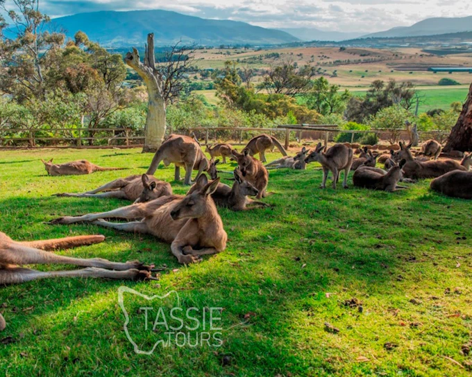 2 Day Tasmanian Highlights Bundle 2 - Hobart Highlights & Br