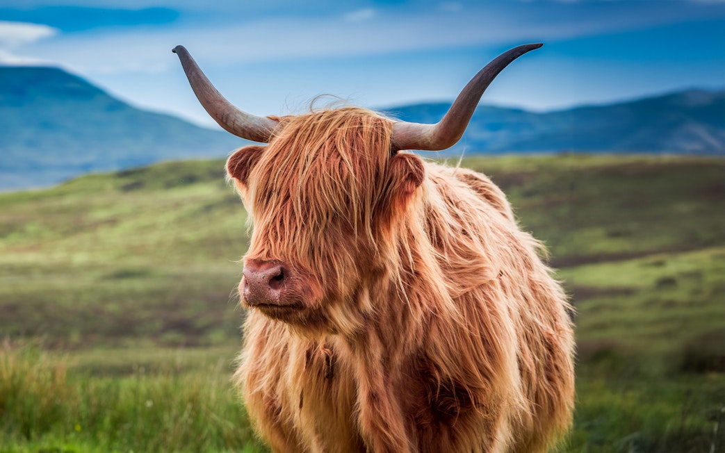 Highland cow with long horns in the Scottish highlands.