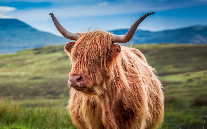 Highland cow with long horns in the Scottish highlands.