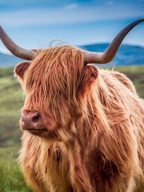 Highland cow with long horns in the Scottish highlands.