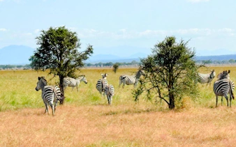 2-day nyerere national park safari from zanzibar with flights & boat safari-9