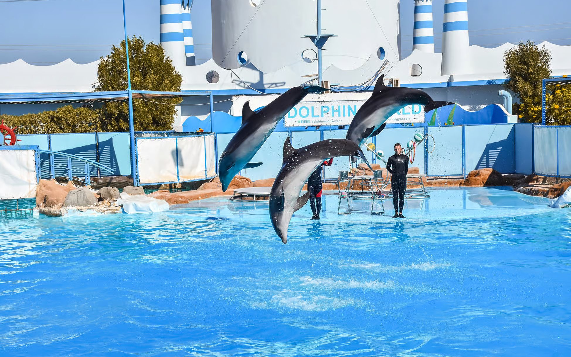 Dolphins leaping in synchronized performance at Egypt Dolphin World, Hurghada.