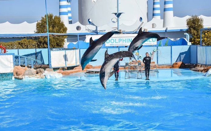 Dolphins leaping in synchronized performance at Egypt Dolphin World, Hurghada.