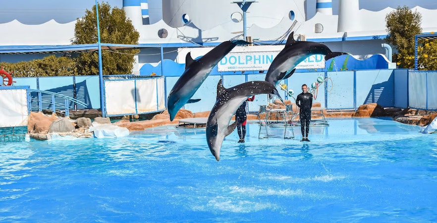Dolphins leaping in synchronized performance at Egypt Dolphin World, Hurghada.