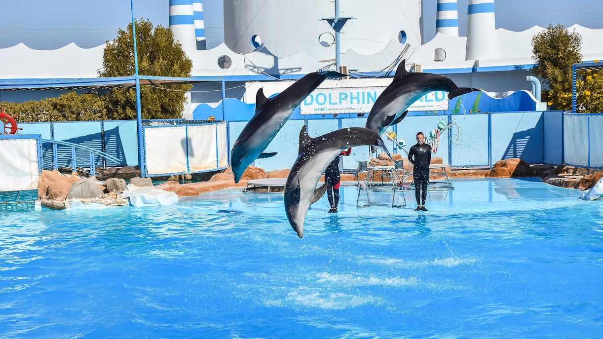 Dolphins leaping in synchronized performance at Egypt Dolphin World, Hurghada.