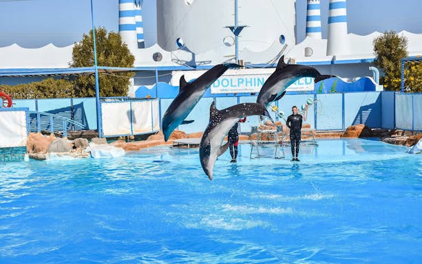 Dolphins leaping in synchronized performance at Egypt Dolphin World, Hurghada.