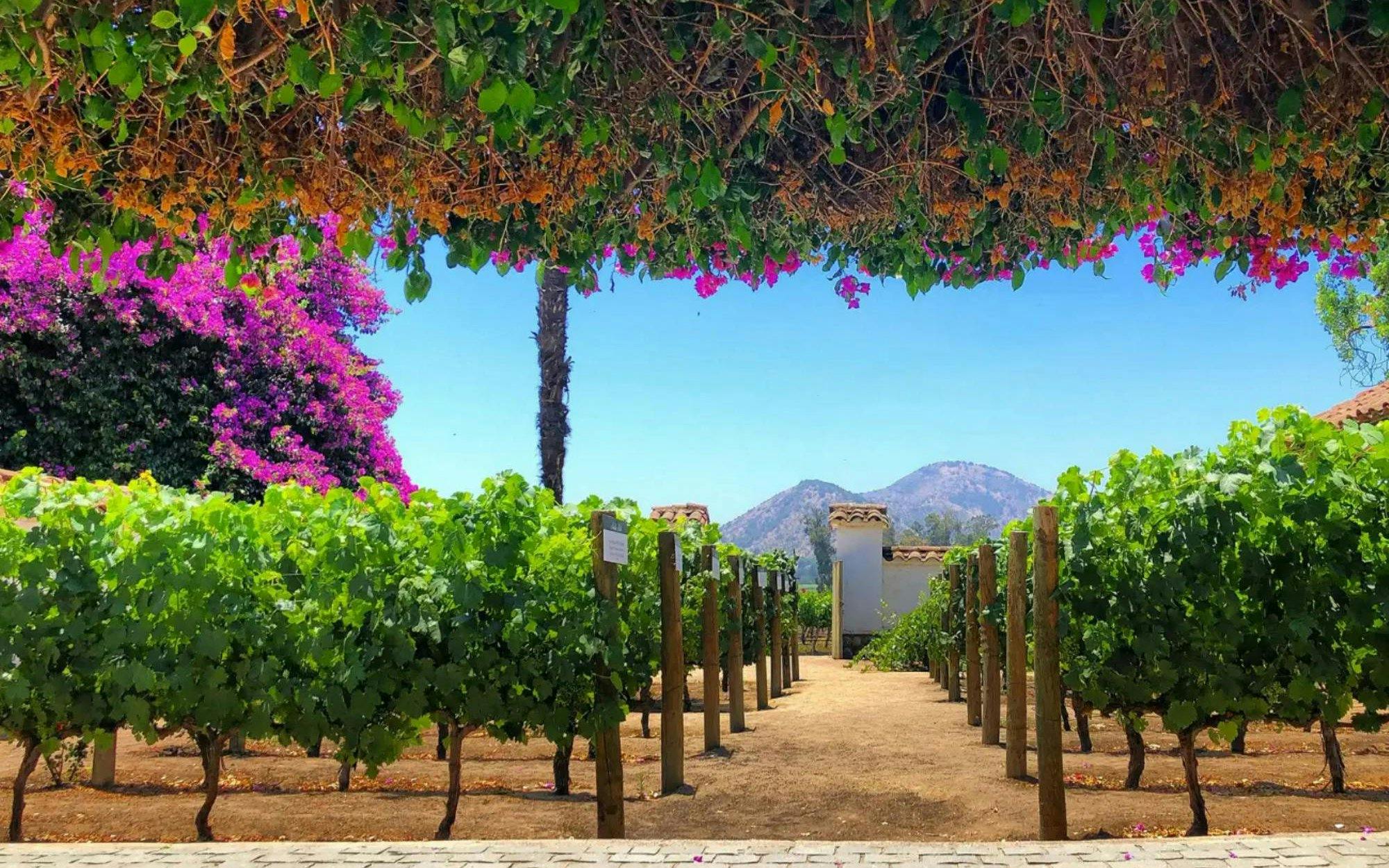 Vineyard rows with flowering bougainvillea at Santa Rita Vineyard, Chile.