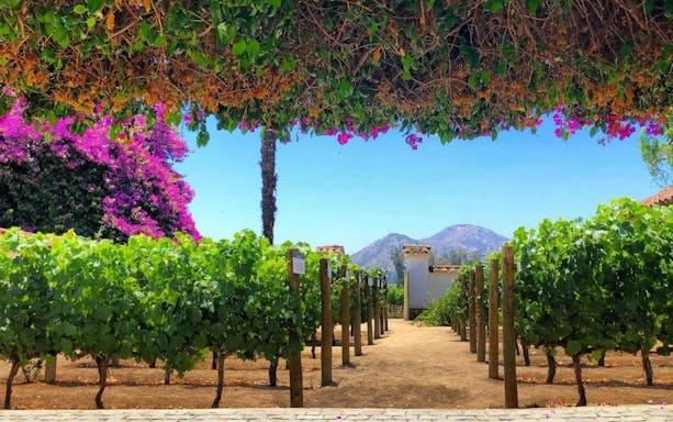 Vineyard rows with flowering bougainvillea at Santa Rita Vineyard, Chile.